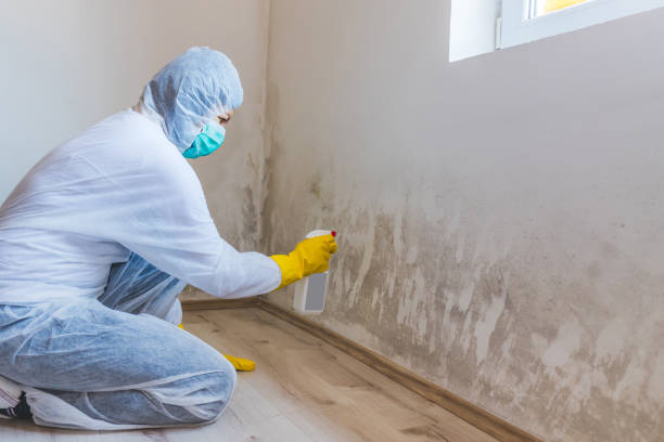 Licensed Commercial Mold Remediation service in Jamaica, VA - WQB Mold Removal